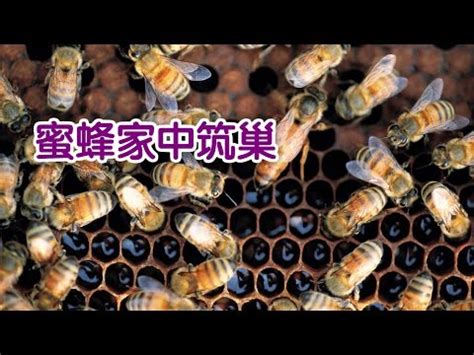 蜜蜂 築巢 風水|【蜜蜂在家築巢風水】蜜蜂在家築巢風水好？壞？徵兆解碼，拆與。